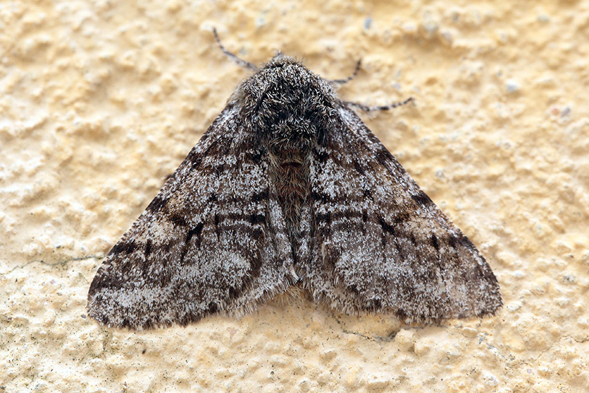 Lycia hirtaria? S